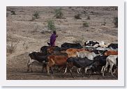 21TarangireToArusha - 2 * Masai herding his cattle.